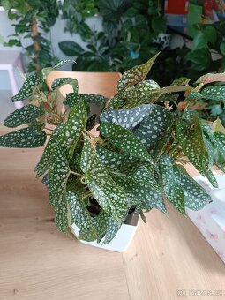 Begonia Snow Capped - zakořeněné řízky - 4