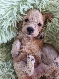 Maltipoo - 4