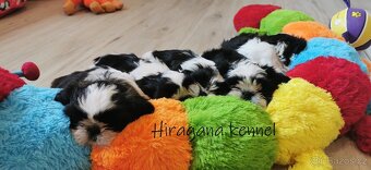 Štěňátka SHIH-TZU s PP - 4