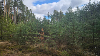 Prodej lesa 32388 m² Břilice u Třeboně - 4
