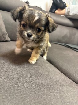 Dlouhosrstá čivava bez PP - 4