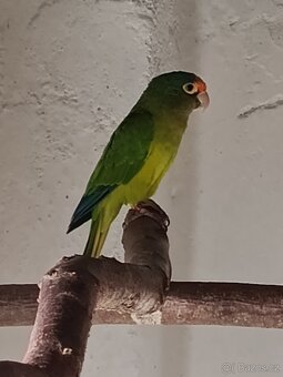 Prodám - koupím -vyměním - 4