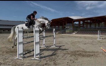 14-ročná kobyla 🦄 hľadá nový 🏡. - 4