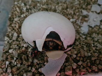 Želva uhlířská - Chelonoidis carbonaria - 4