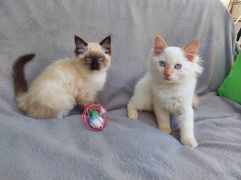 Ragdoll - 4