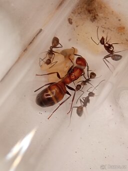 Mravenec nikobarský (Camponotus nicobarensis) - 4