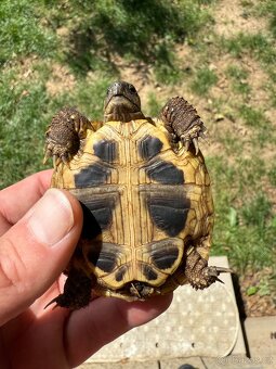 Testudo Hermanni ročník 2021 - 4