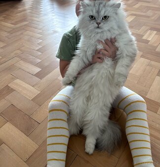 Perská Činčila - 4