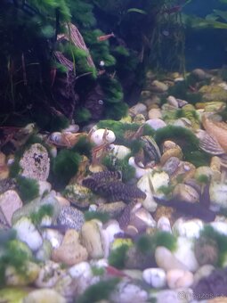 Prodám ancitrusy - 4