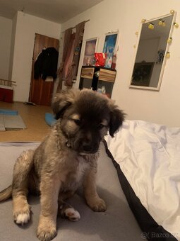 Ahoj zdravím mam na Predaj toho tu pejska je křížení ale nev - 4