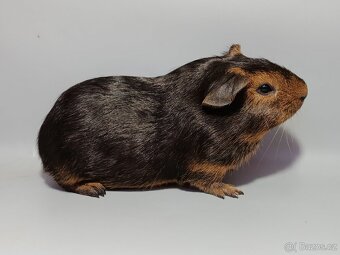 Cuy obří morče s VP/PP - 4