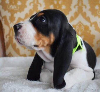 Štěně fenka  s PP ihned k odběru - 4