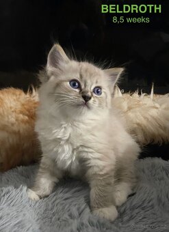 Ragdoll koťata s PP FIFe - 4