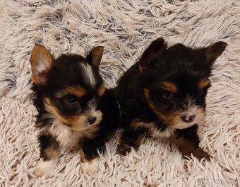 Jorkšírský teriér s PP - 4