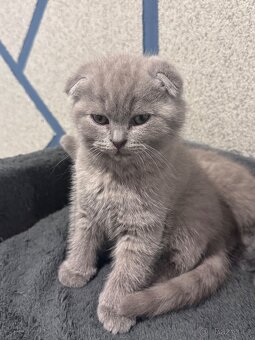 Skotská koťatká: Scottish fold a Scottish straight - 4