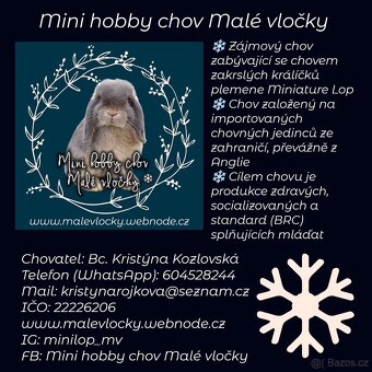 Zakrslý králíček Mini lop - 4