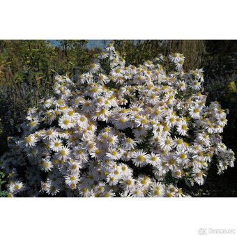 ASTRA trvalka podzimní:APOLLO bílá, 50-60cm,poštovné 79,- - 4