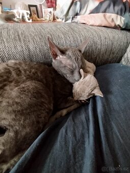Cornish rex koťátka bez PP - 4