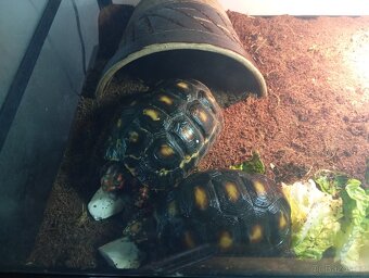 Želva uhlířská - 4