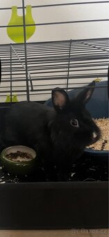 Králíček k adopci - 4