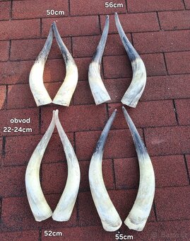 Trofeje, rohy maďarský stepný - 4