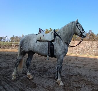Lusitano - exkluzivní valach - 4