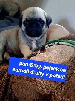 Mops - 4