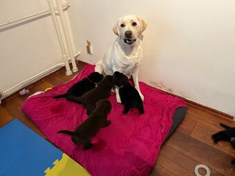 Štěňata labradora - 4