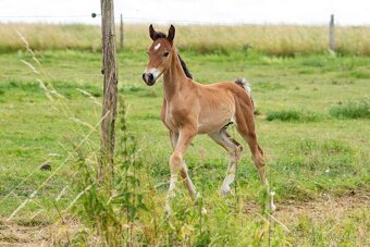 Hřebeček Welsh Cob - 4