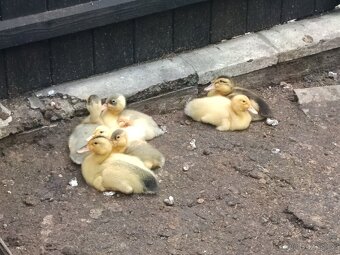 Káčata mixáčci ( pekingská x Saská) - 4