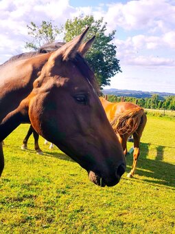 Mladý valach ČT - 4