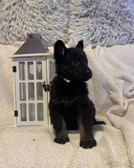 Německý ovčák s PP - 4