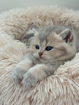 Skotský kocour s PP - 4