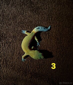 Gekončík noční samičky - 4