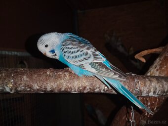 Andulka vlnkovaná - 4