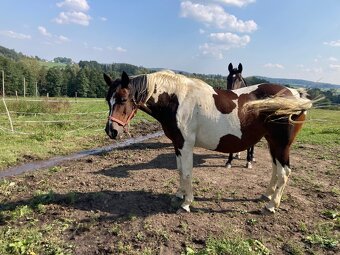 Klisna hnědý strakoš - 4