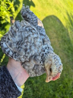 Kohoutci leghorn, vlaška, marans, cream legbar - 4