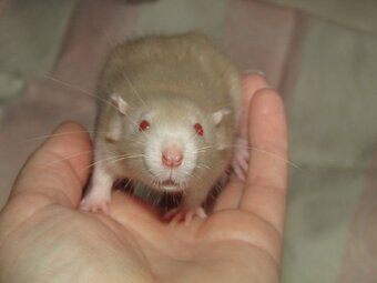 Dumbo, obláčkový efekt - mláďata potkánků s výpisem předků - 4