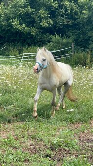 Hřebec Welsh mountain pony - 4
