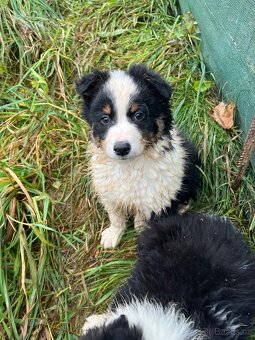 Border kolie bez pp - 4