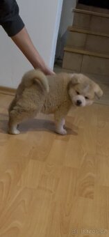 Akita inu šteňátka - 4