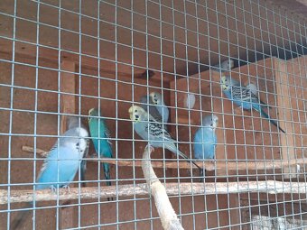 Letošní andulky - okroužkované - 4