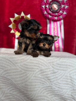 Yorkshire terrier, jorkšírsky terrier, york - 4