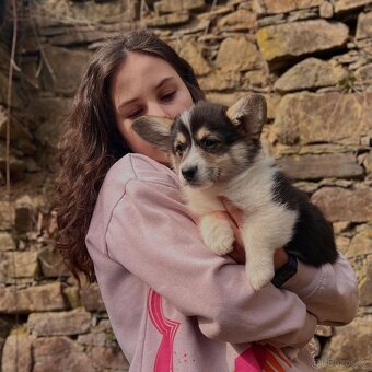 Welsh corgi pembroke s PP - 4