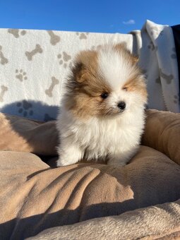 Pomeranian, špic, oranžový špic, pomik - 4