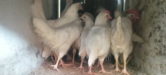 Leghorn - 4