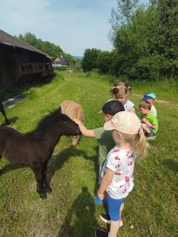 shetland pony s PP hřebeček - 4