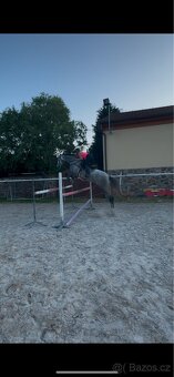 Prodám klisnu Cornet de lux 4 letá - 4