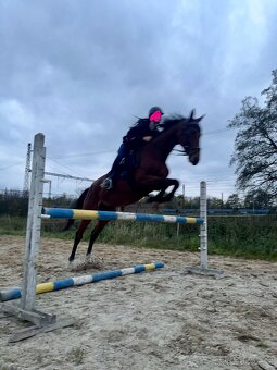 Talentovaná 5 letá klisna do sportu - 4