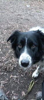 Krytí pes Border kolie - 4